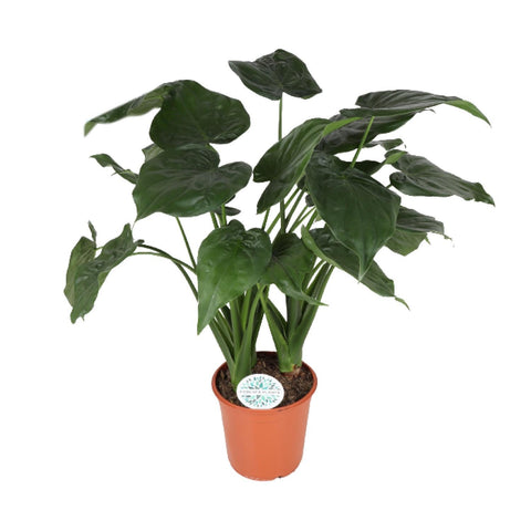 Alocasia Cucullata - Ø24cm - ↕75cm