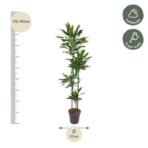 Dracaena Janet Lind - 180 cm - ø27