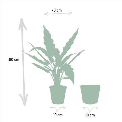 Alocasia Cucullata - Ø19cm - ↕60cm + Alocasia Lauterbachiana - Ø19cm - ↕75cm + Korb Igmar