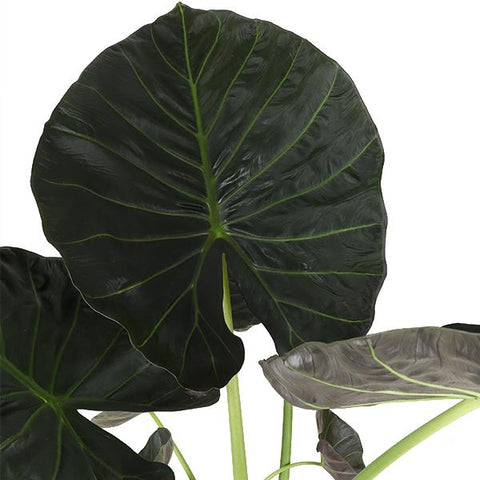 Alocasia Regal Shield Ø24cm - ↕110cm in Era Anthrazit Topf