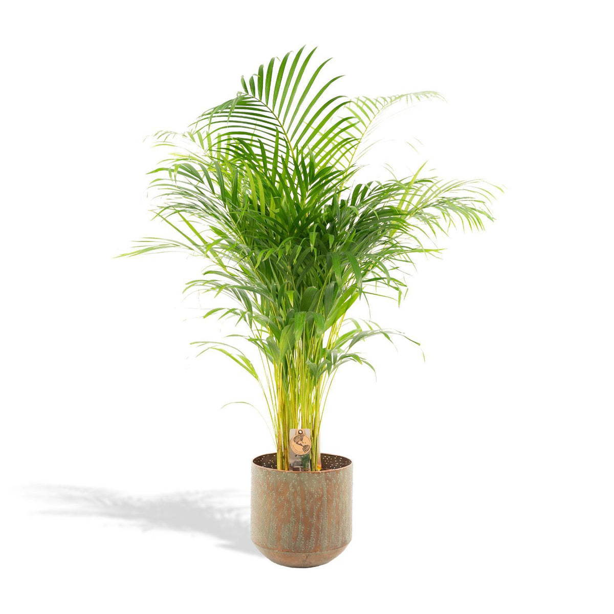 Areca-Palme mit Topf - ↨130cm - Ø24cm