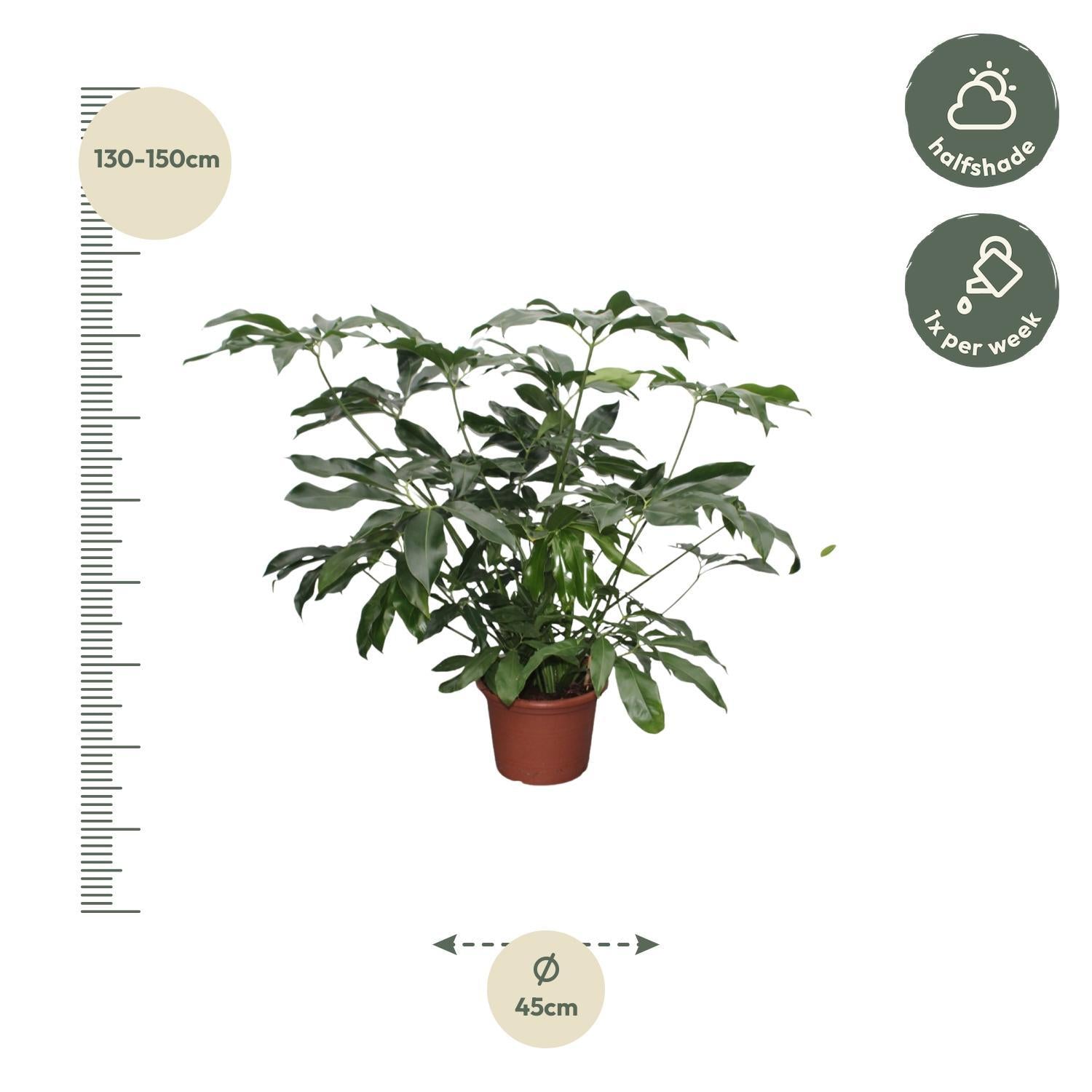 Philodendron Green Wonder XL - 140 cm - ø45