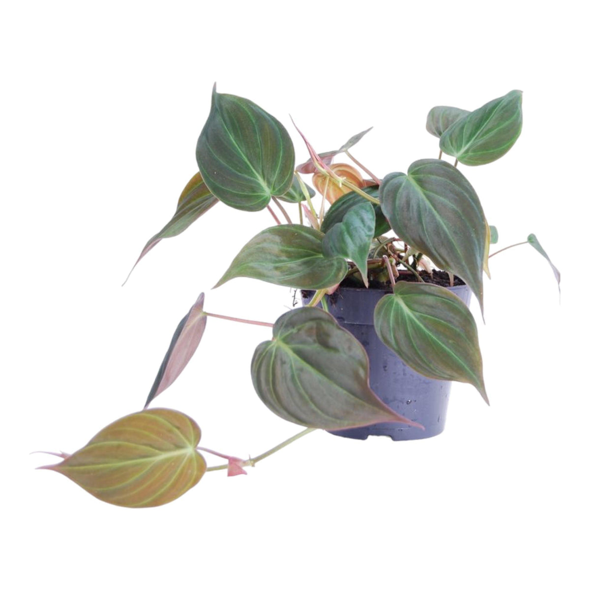 Philodendron Scandens 'Micans' - 25 cm - ø12