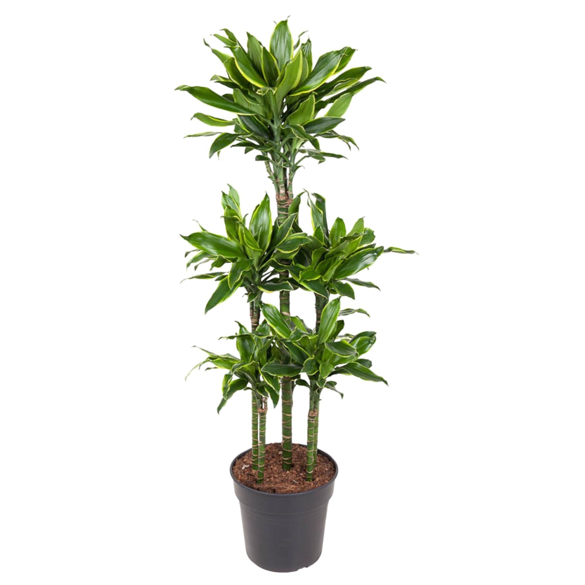 Dracaena Golden Coast Carrousel - 150 cm - ø31