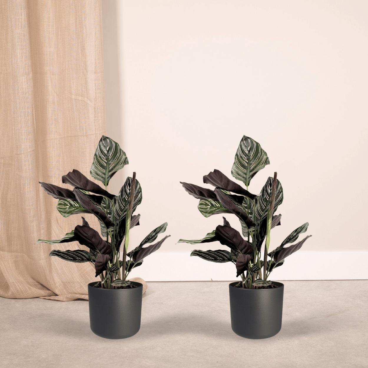 2x Calathea Ornata - Pfauenpflanze - 50cm - ø14