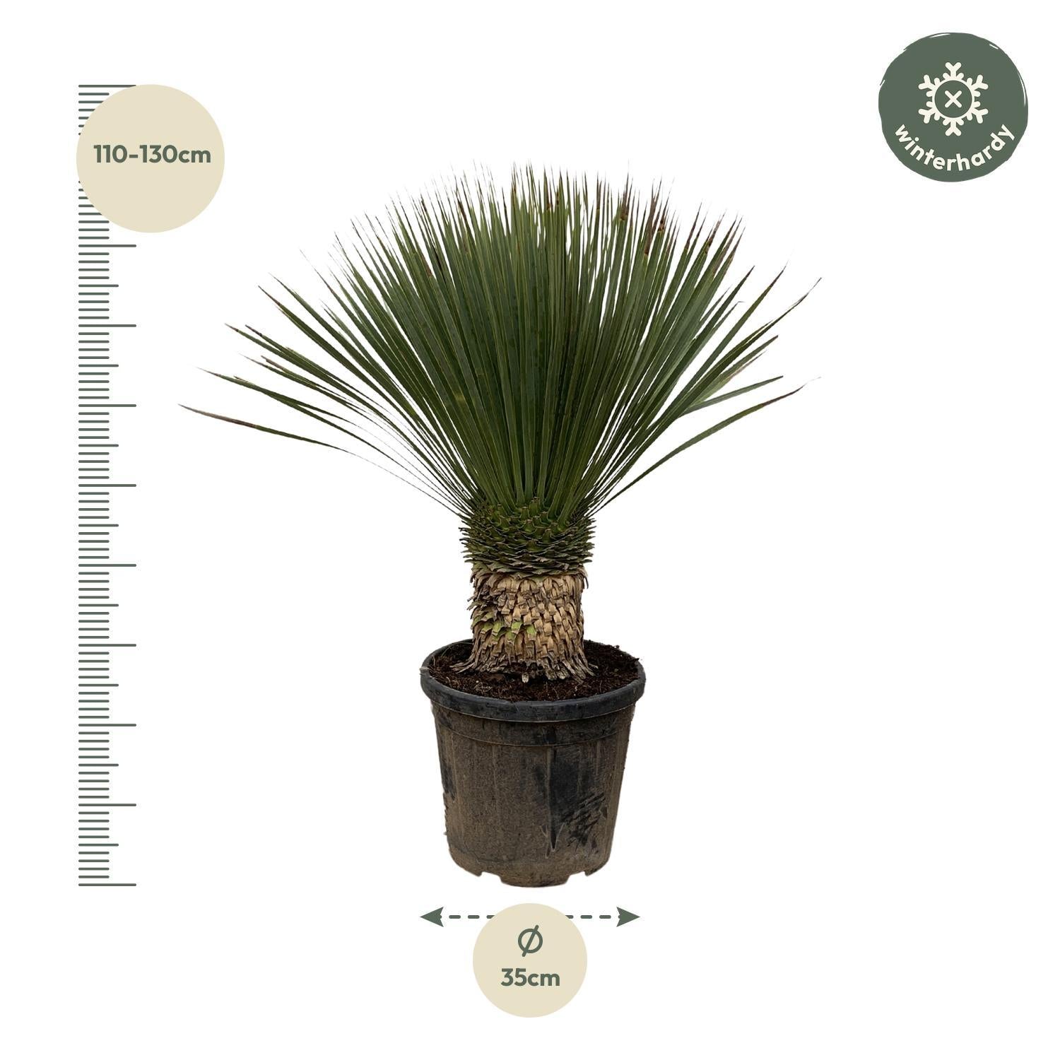 Yucca Rostrata - 120cm- Ø35