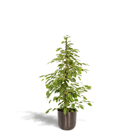 Ficus benjamina Goldenking - Ø21cm - ↕95cm + Topf Mayk Lead