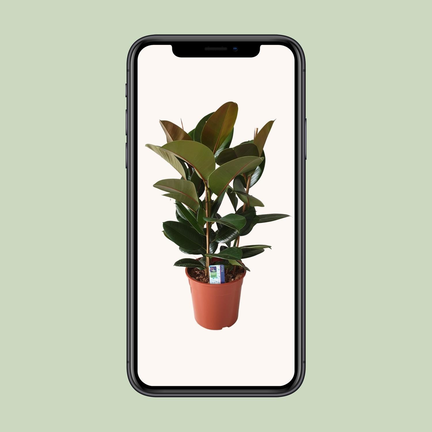 Ficus Elastica Robusta - Ø27cm - ↕80cm