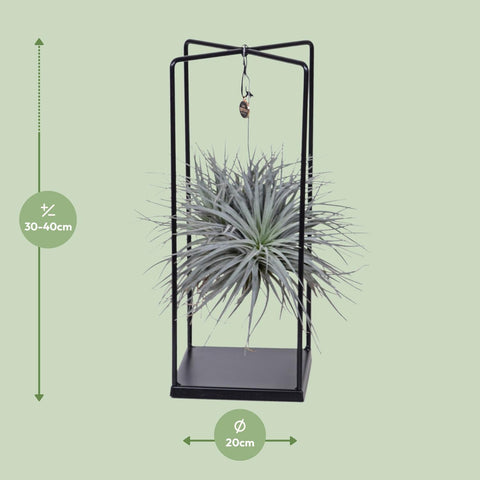 Tillandsia Lonantha Abdita Ø20cm - ↕20cm