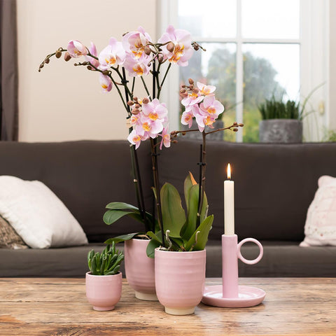 Kolibri Orchids | Kombi-Angebot von 4 rosa Phalaenopsis-Orchideen - Andorra - Topfgröße Ø9 cm | blühende Zimmerpflanze