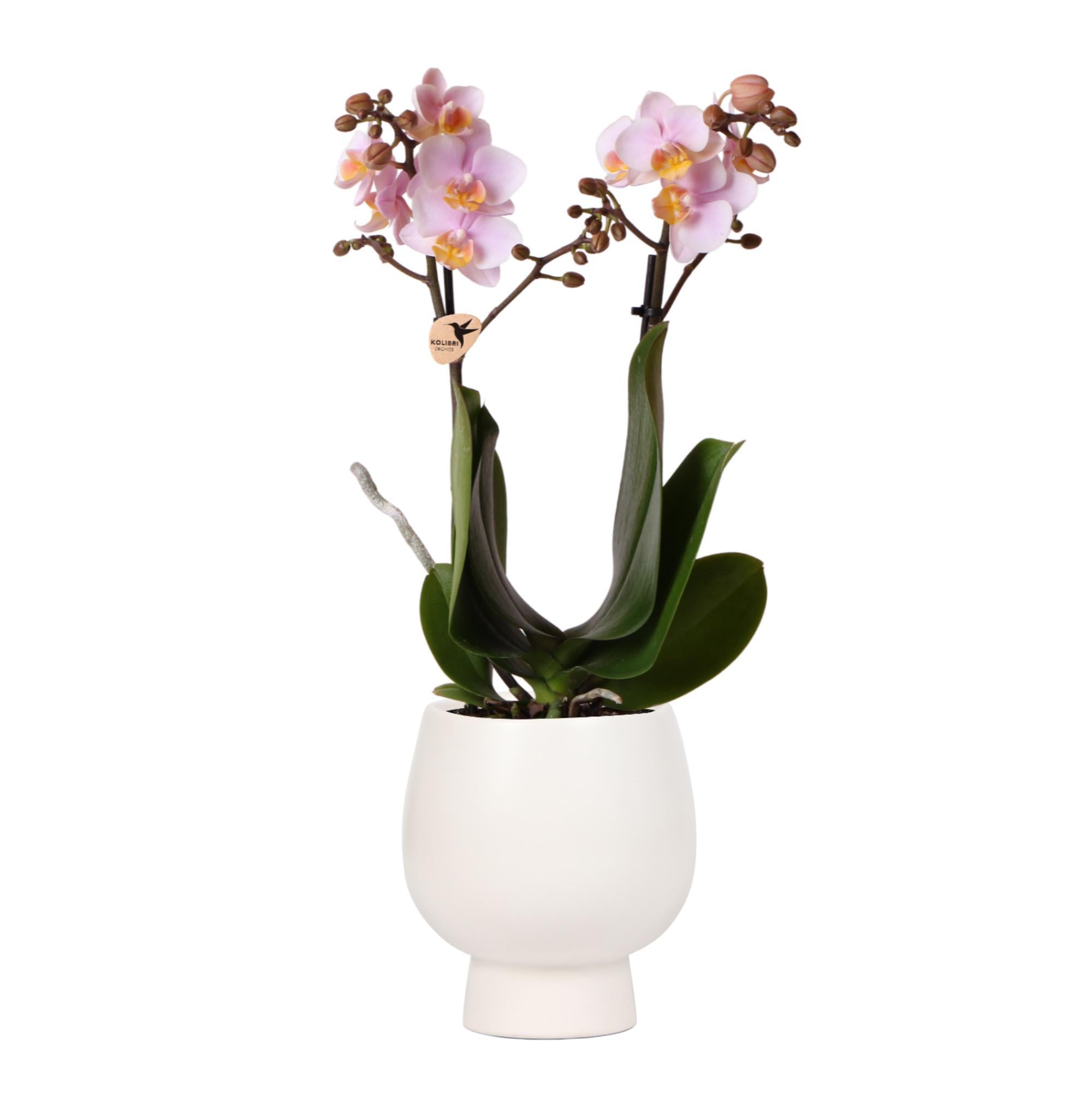 Kolibri Orchideen | Rosa Phalaenopsis Orchidee - Andorra + Scandic Ziertopf weiß - Topfgröße Ø9cm - 40cm hoch | blühende Zimmerpflanze im Blumentopf - frisch vom Züchter