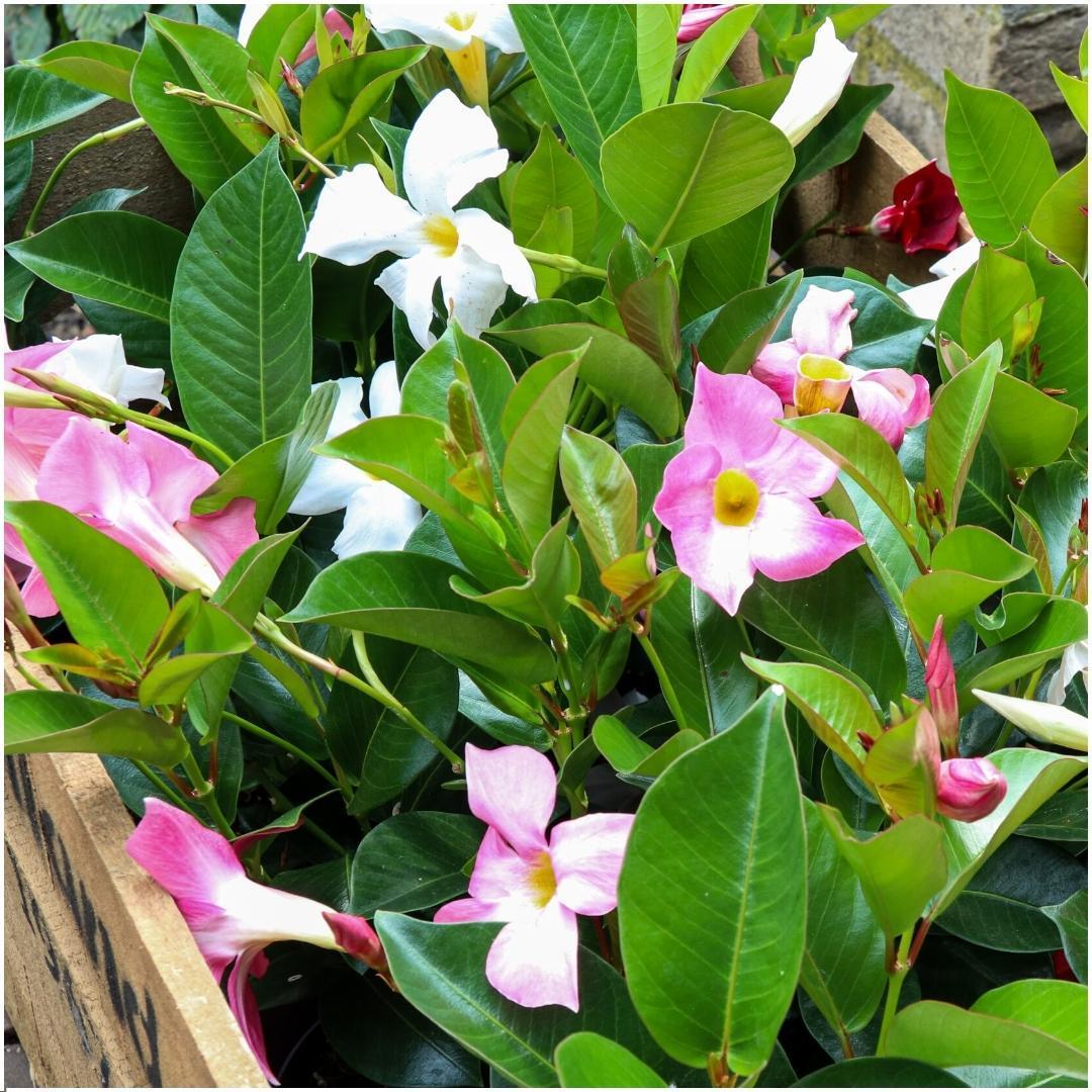 6 x Dipladenia white - Mandevilla Weiß Ø12 cm - ↕25 cm