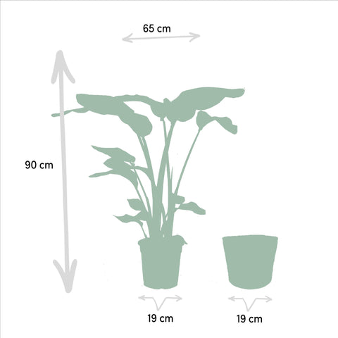 Strelitzia Nicolai - Ø19cm - ↕85cm + Monstera Deliciosa - Ø21cm - ↕75cm + Korb Igmar
