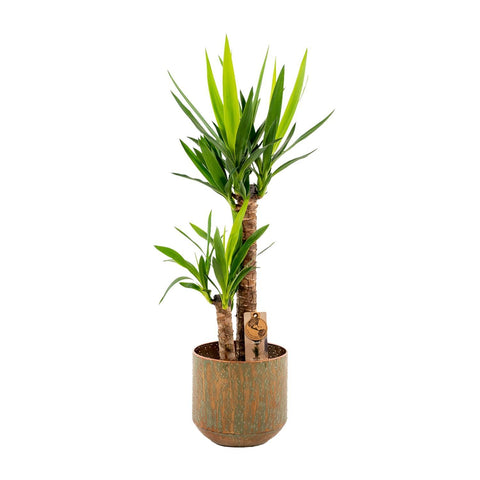 Yucca mit Topf - ↨100cm - Ø21cm