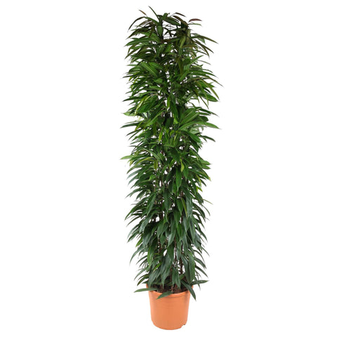 Ficus Alii King Säule - 200 cm - ø35