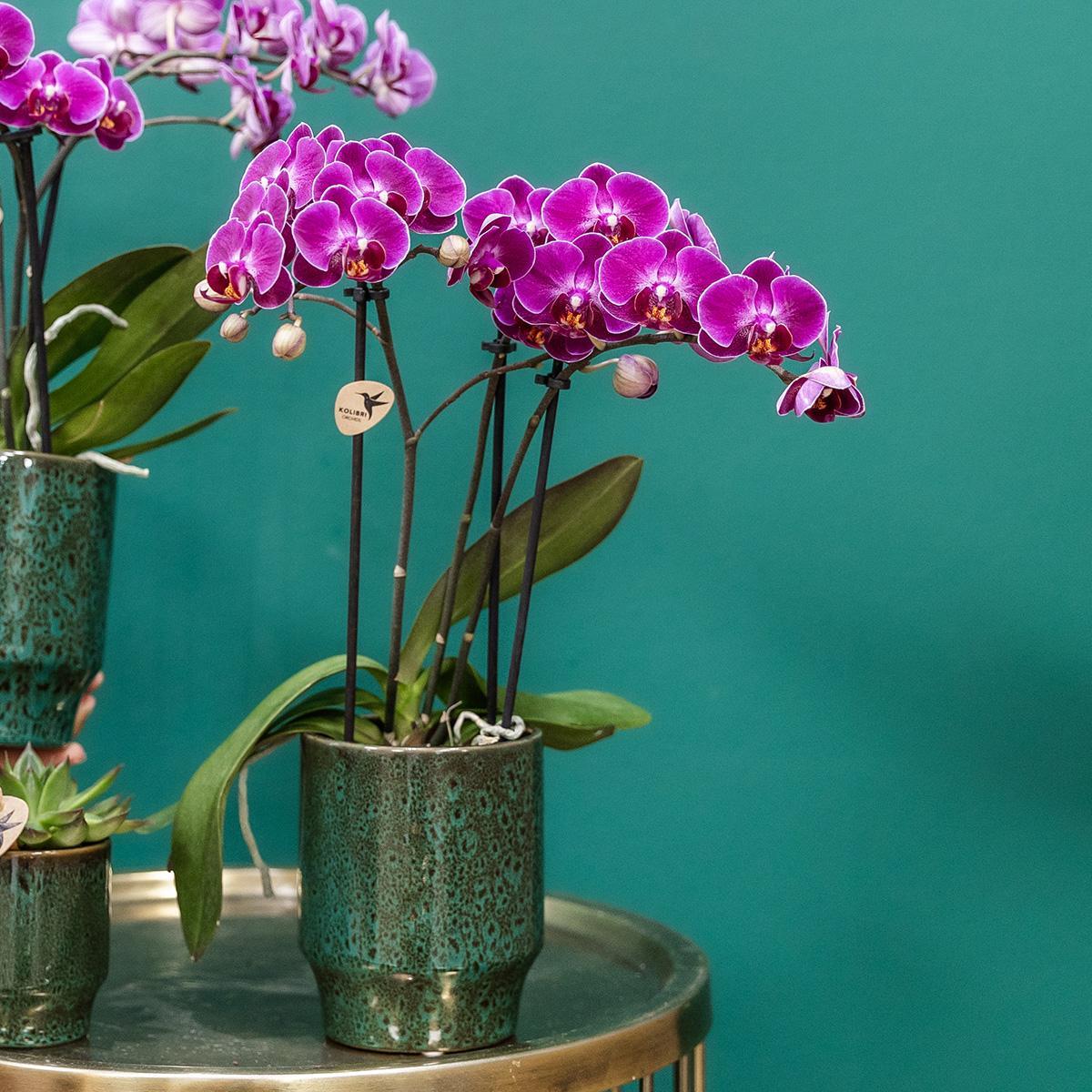 Kolibri Orchids | Lila Phalaenopsis Orchidee - Morelia Classy grün- Topfgröße Ø9cm | blühende Zimmerpflanze - frisch vom Züchter