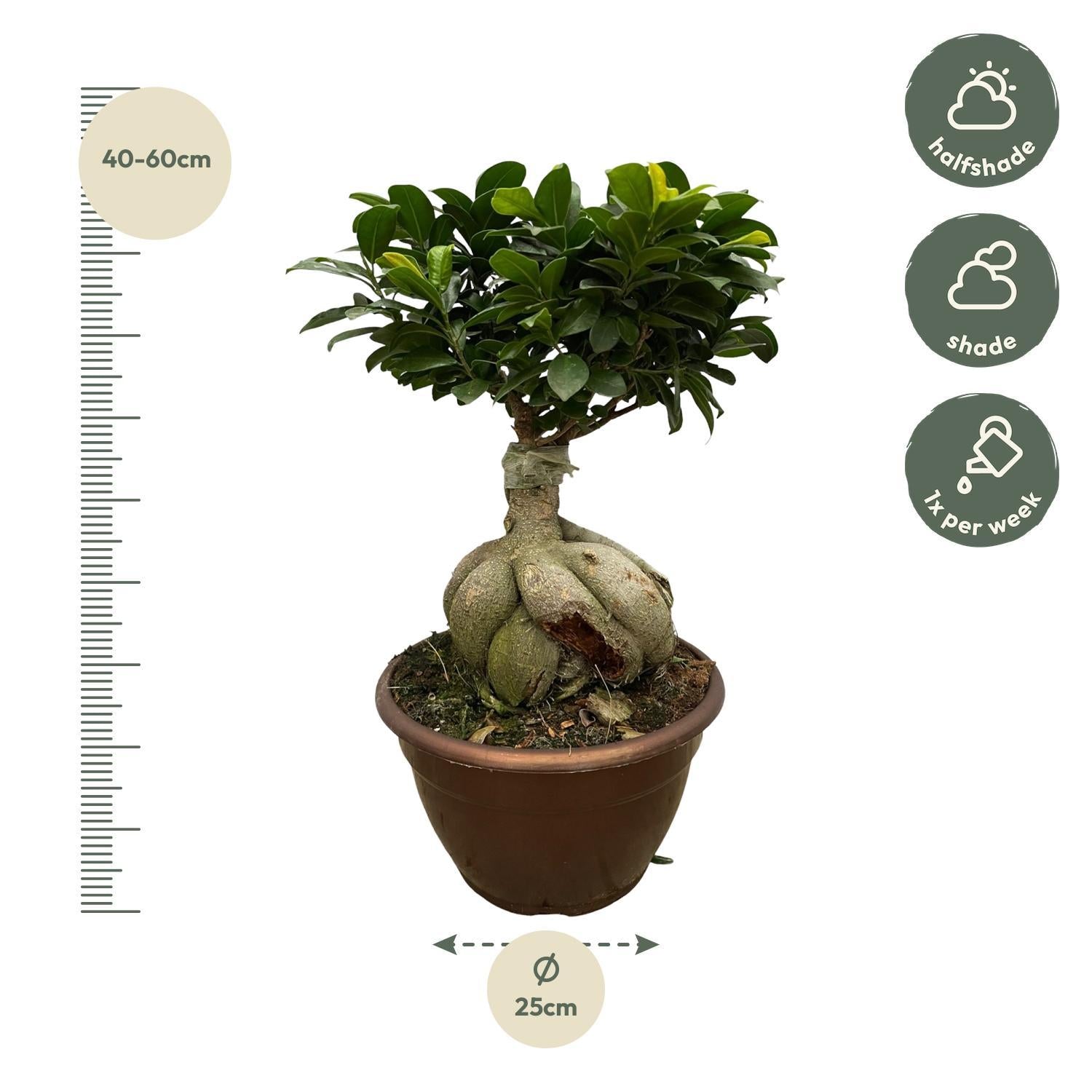 Ficus Microcarpa Ginseng - 50 cm - Ø25cm