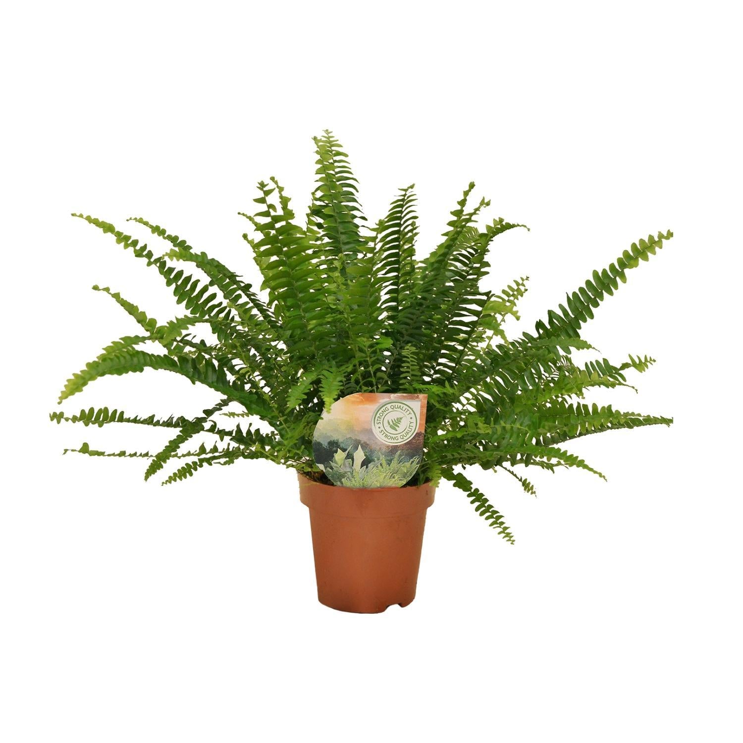 Nephrolepis Green Lady - Ø12cm - 30cm