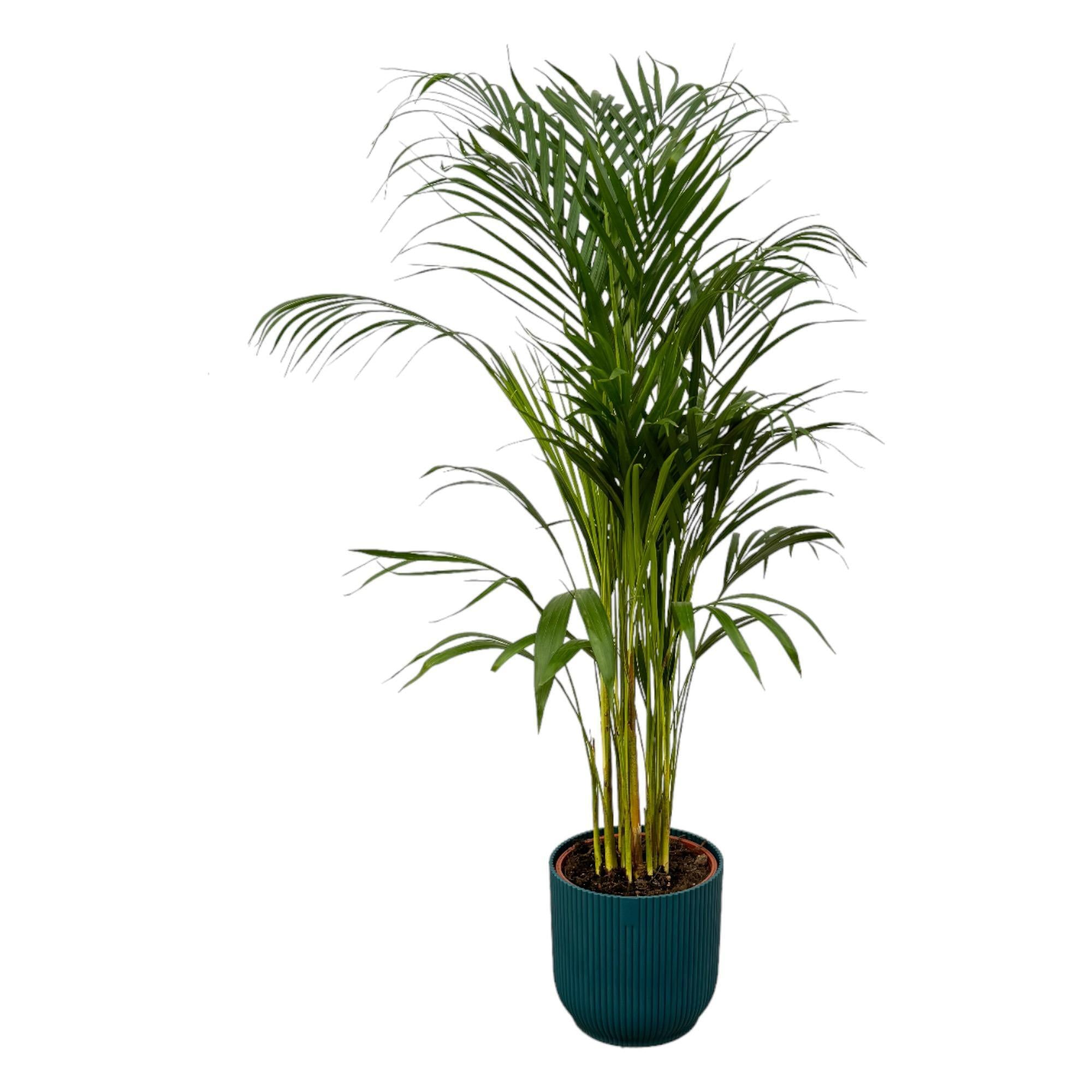 Areca Palme - ↨110cm - Ø21cm inkl. elho Vibes Fold Rund Blau D22xH20