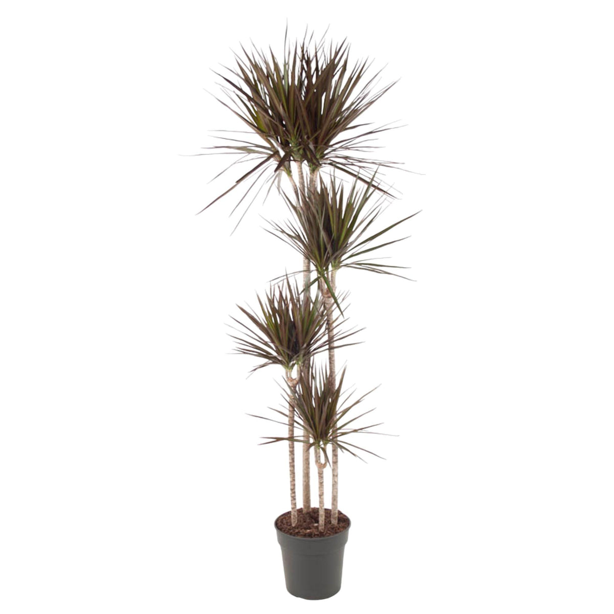 Dracaena Magenta - 180 cm - ø27