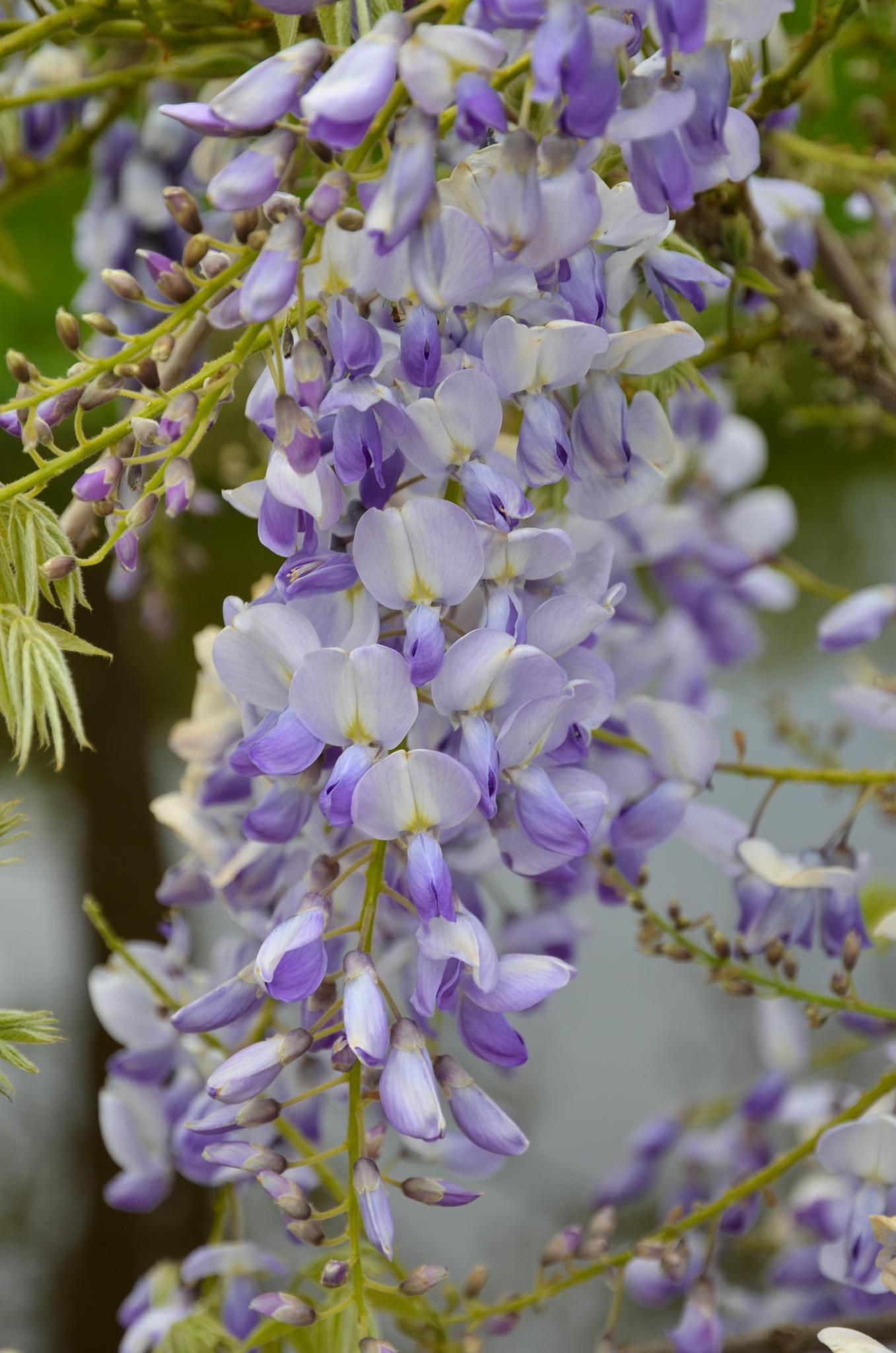 2x - Wisteria sinensis 'Caroline' - ↨65cm - Ø15