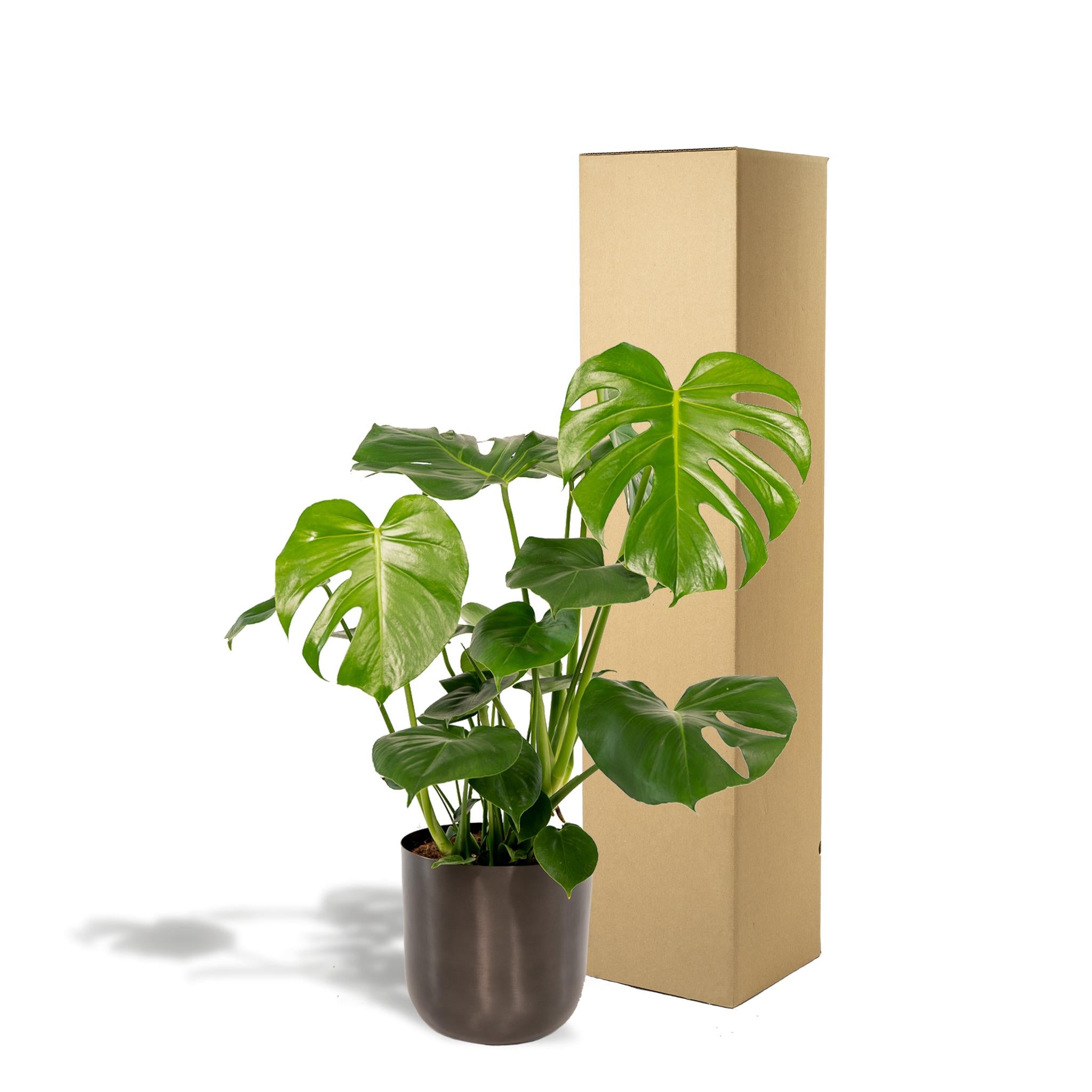 Monstera Deliciosa + Topf Mayk Lead - ↨80cm - Ø21cm