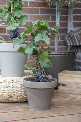 3x - Vitis Pixie 'Pinot Noir' - ↨30cm - Ø14