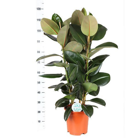 Ficus Elastica Robusta Ø27cm - ↕115cm in Boule Weiß Topf