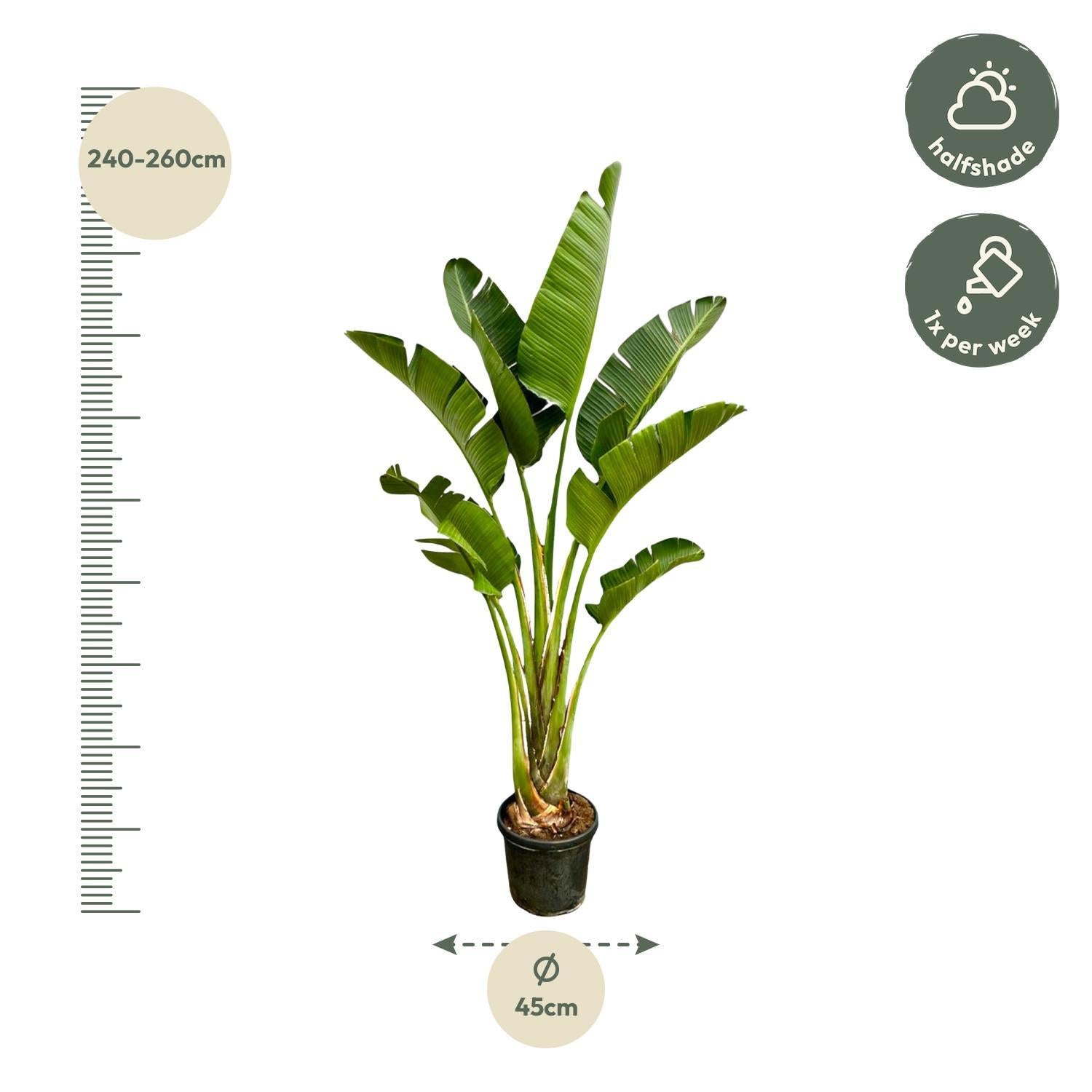 Strelitzia Augusta - 250cm - ⌀45