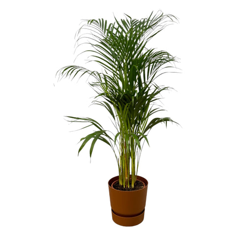 Areca Palme - ↨110cm - Ø21cm inkl. elho Greenville Rund Braun D24xH23