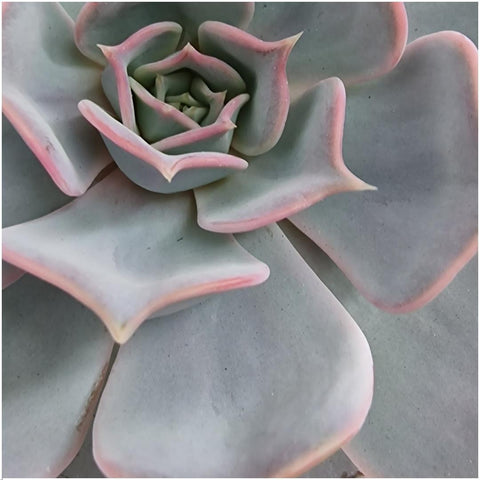 ROOTLESS Sukkulent Echeveria Lilacina Ø12-14 cm - ↕5 cm