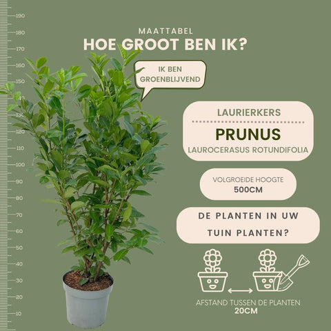 Große Kirschlorbeer Pflanzen Rotundifolia für 10 laufende Meter Hecken | - 15L - 20x | ↨ 125-150 cm