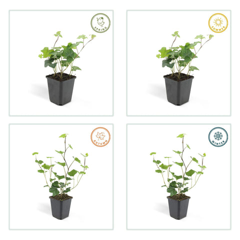 6x Hedera Hibernica - ↕10-25cm - Ø9cm - 20x