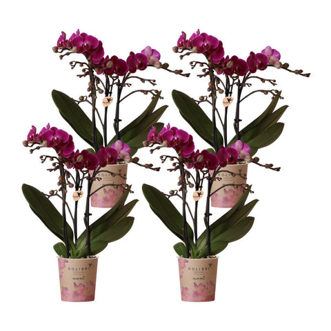 Kolibri Orchids | Kombi-Angebot  von 4 lila Phalaenopsis-Orchideen - Morelia - Topfgröße Ø9 cm | blühende Zimmerpflanze