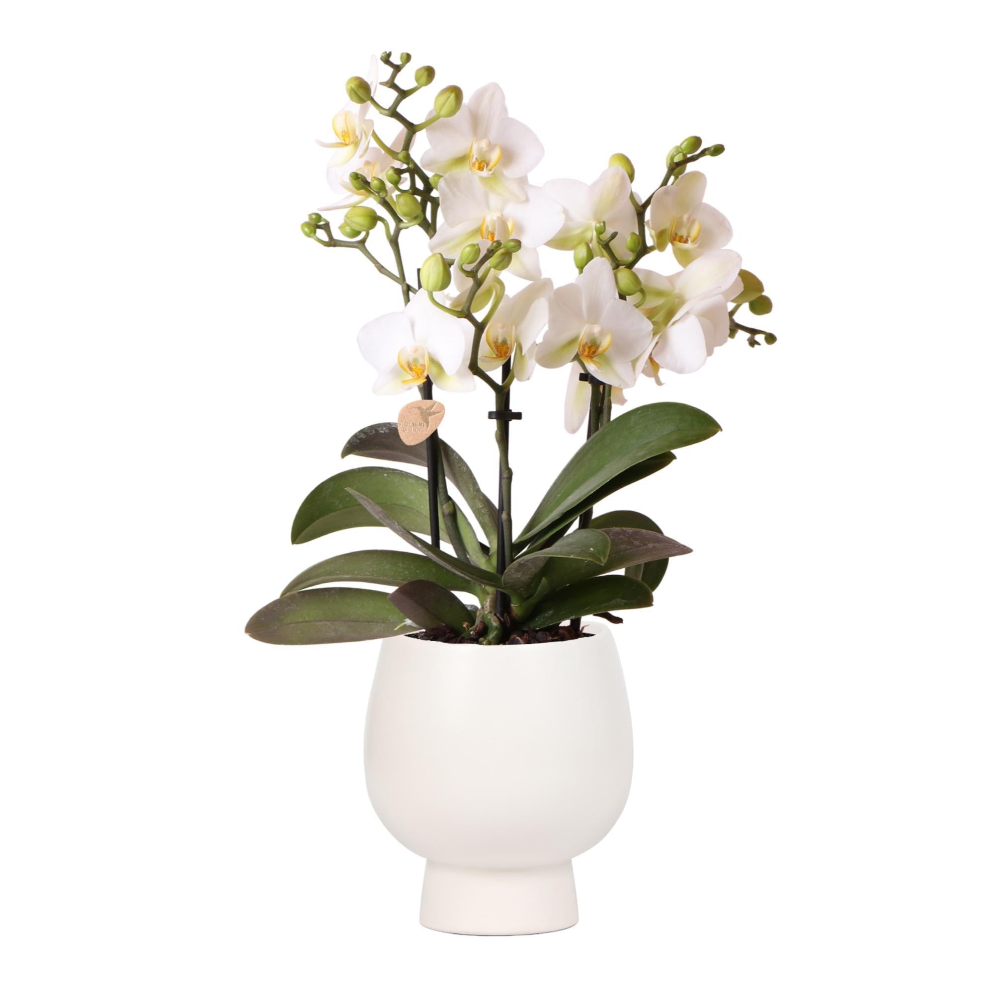 Kolibri Orchids | Weiße Phalaenopsis-Orchidee - Lausanne + Scandic weißer Ziertopf - Topfgröße Ø9cm + 40cm hoch | blühende Zimmerpflanze