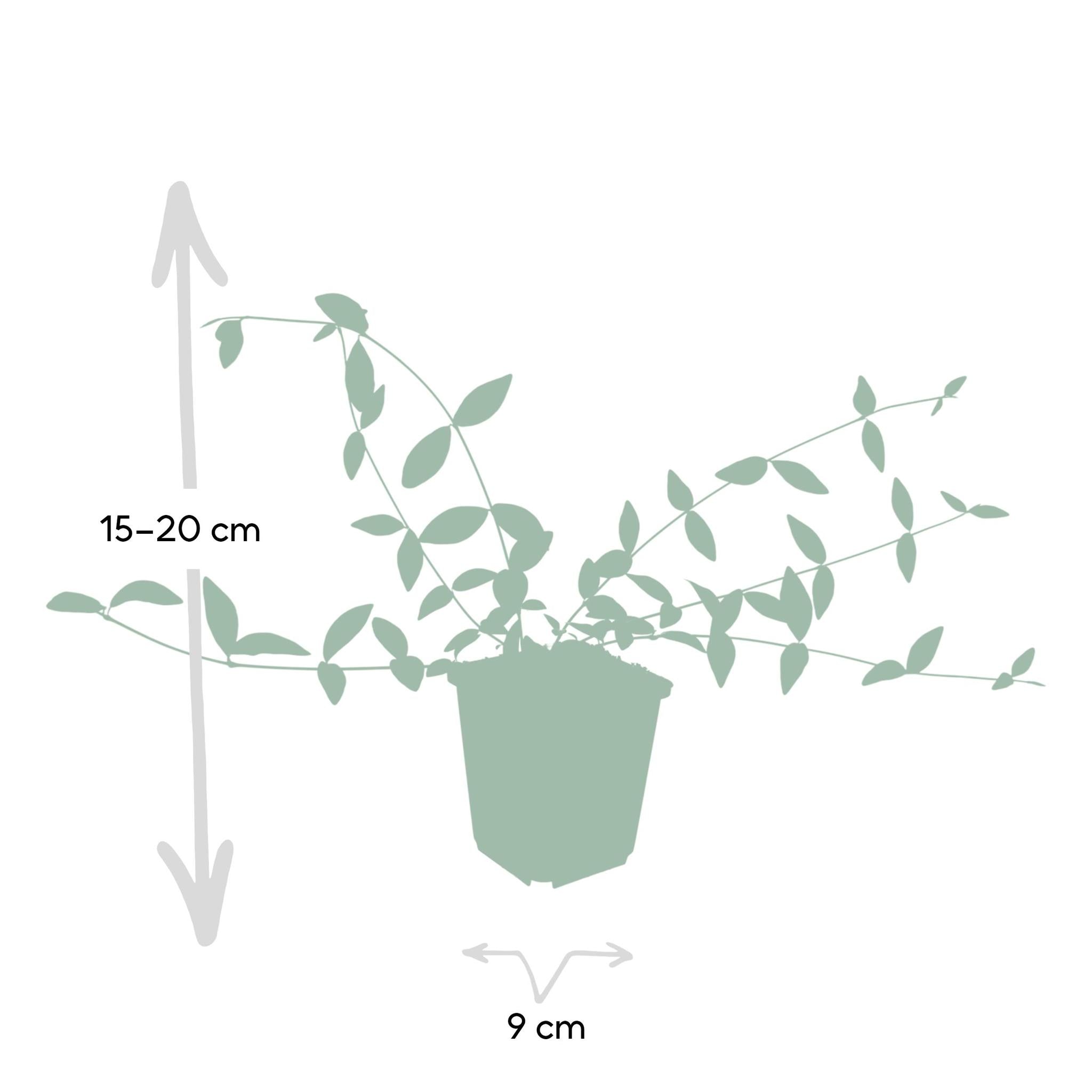 6x Vinca minor 'Alba' - ↕10-25cm - Ø9cm - 6x