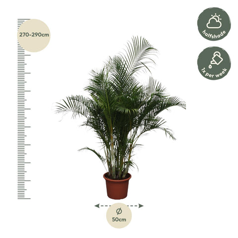 Dypsis Lutescens (Areca Palme) - 280 cm - ø50