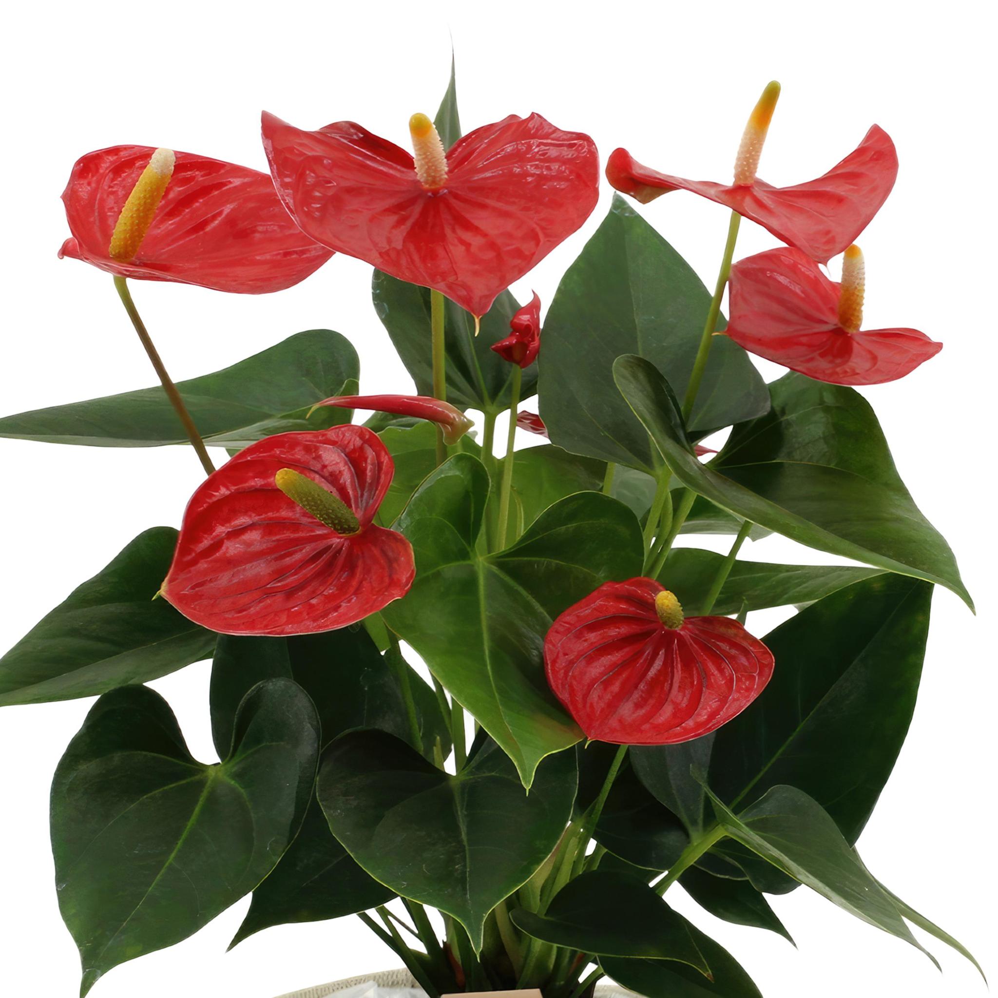 Anthurium Andreanum Esudo inkl. PURE Korb - 45cm - Ø12