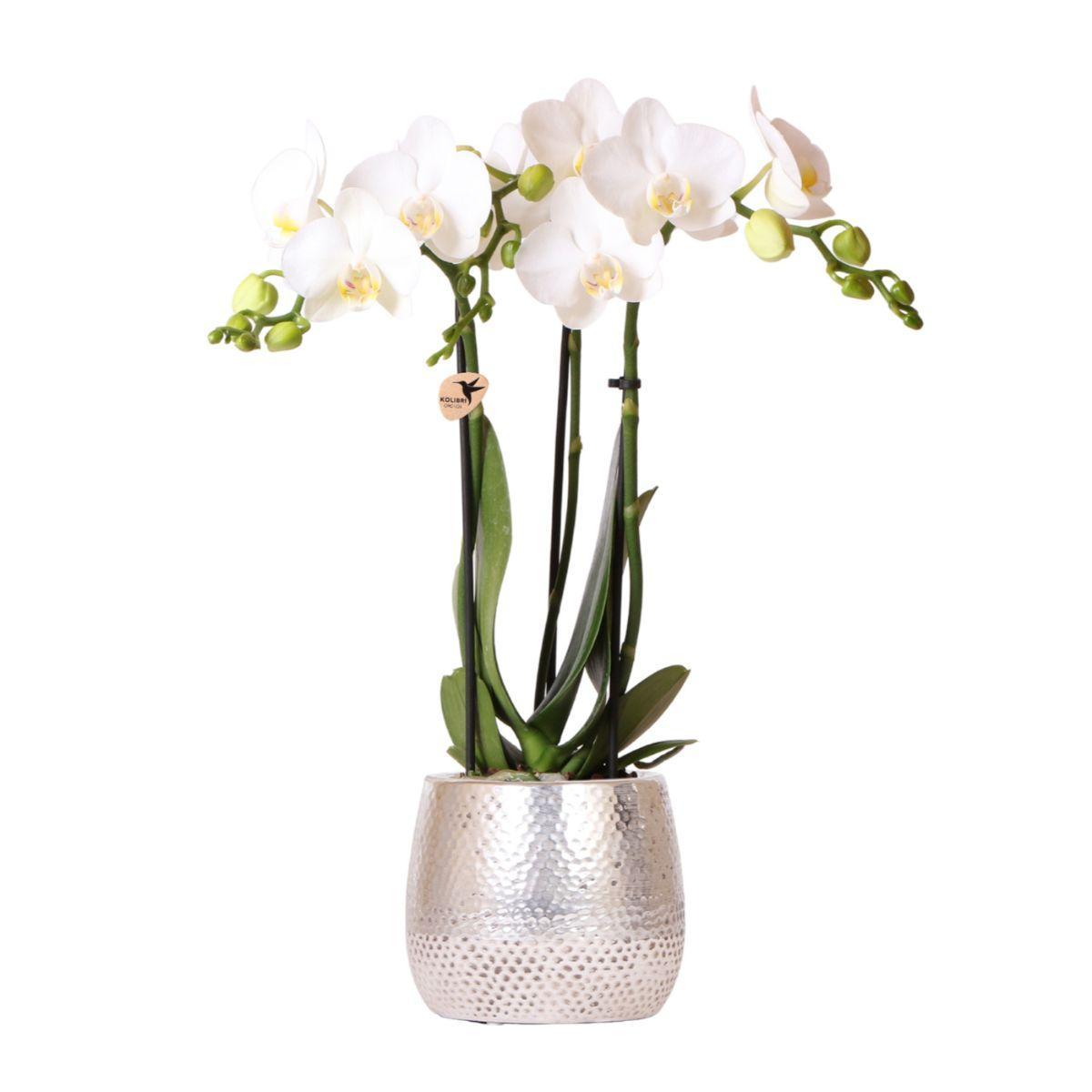 Kolibri Orchids | weiße Phalaenopsis Orchidee - Amabilis + Elite Topf silber- Topfgröße Ø9cm - 35cm hoch | blühende Zimmerpflanze - frisch vom Züchter