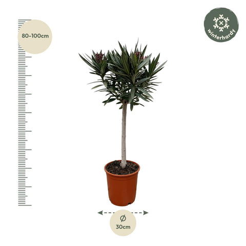 Nerium Oleander auf Stamm mit roten Blüten - 90cm - Ø22