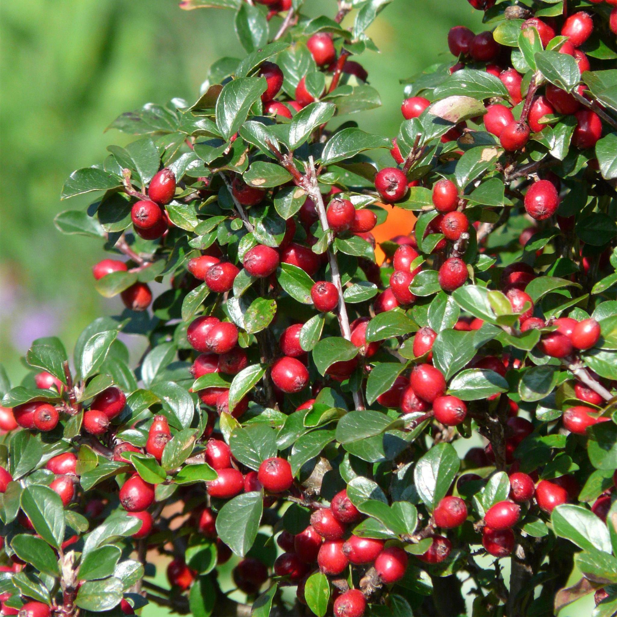 6x Cotoneaster dammeri - ↕10-25cm - Ø9cm - 6x