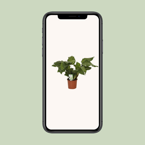 Calathea Network - Pauwenplant - 30cm - Ø14