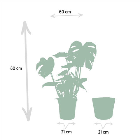 Strelitzia Nicolai - Ø19cm - ↕85cm + Monstera Deliciosa - Ø21cm - ↕75cm + Korb Igmar
