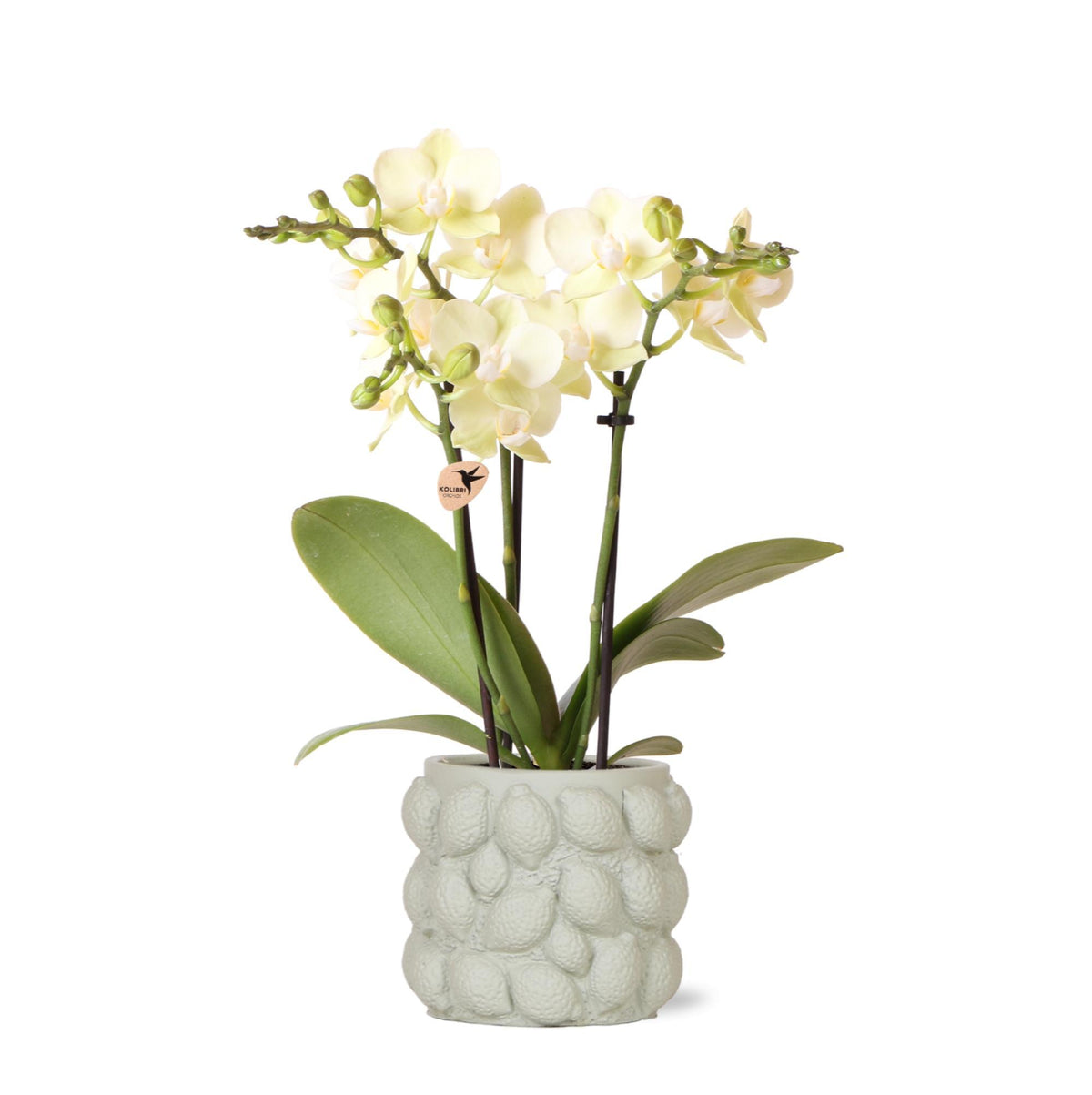 Kolibri Orchids | gelbe Phalaenopsis-Orchidee - Mexiko + Citrus-Ziertopf grün - Topfgröße Ø9cm - 40cm hoch | blühende Zimmerpflanze im Blumentopf - frisch vom Züchter