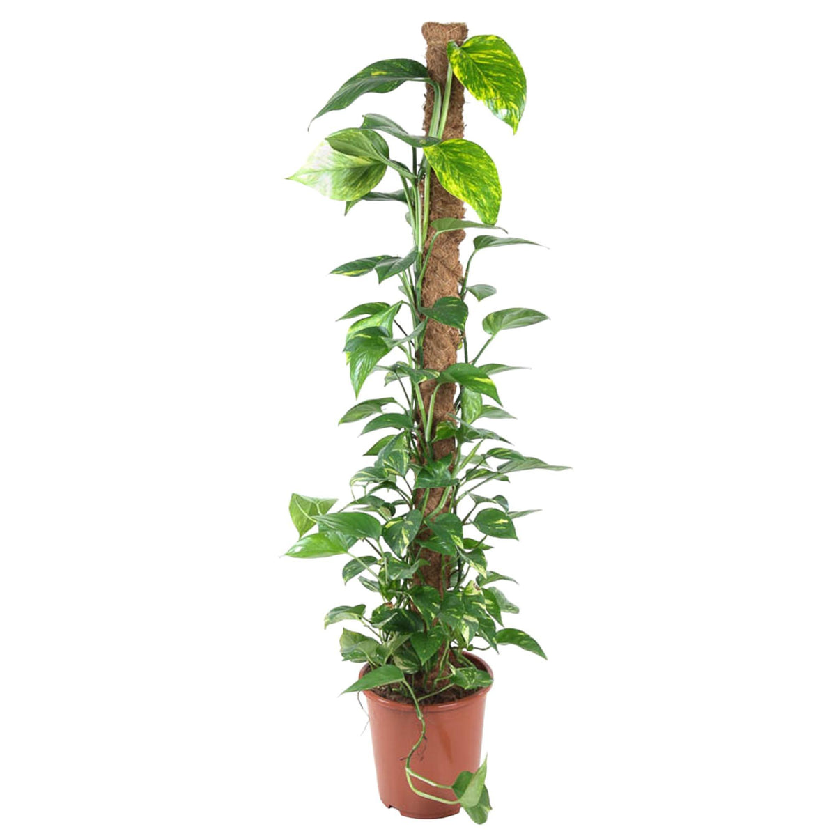 Epipremnum Pinnatum Moosstab - 150 cm - ø27