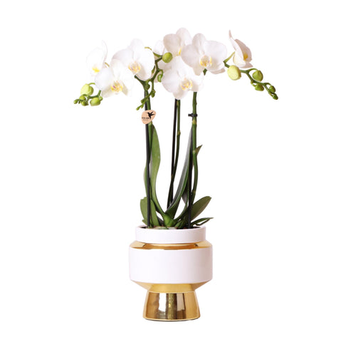 Kolibri Orchids | Weiße Phalaenopsis Orchidee - Amabilis + Le Chic dekorativer Topf gold - Topfgröße Ø9cm - 40cm hoch | blühende Zimmerpflanze im Blumentopf - frisch vom Züchter