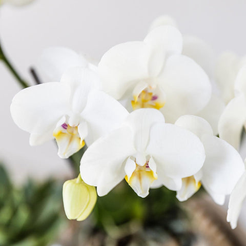 Komplettes Pflanzenset Luxus Silber | Grünes Pflanzenset mit weißer Phalaenopsis-Orchidee und Sukkulenten inkl. silberner Keramik-Ziertöpfe & Weihnachtsbaumzubehör