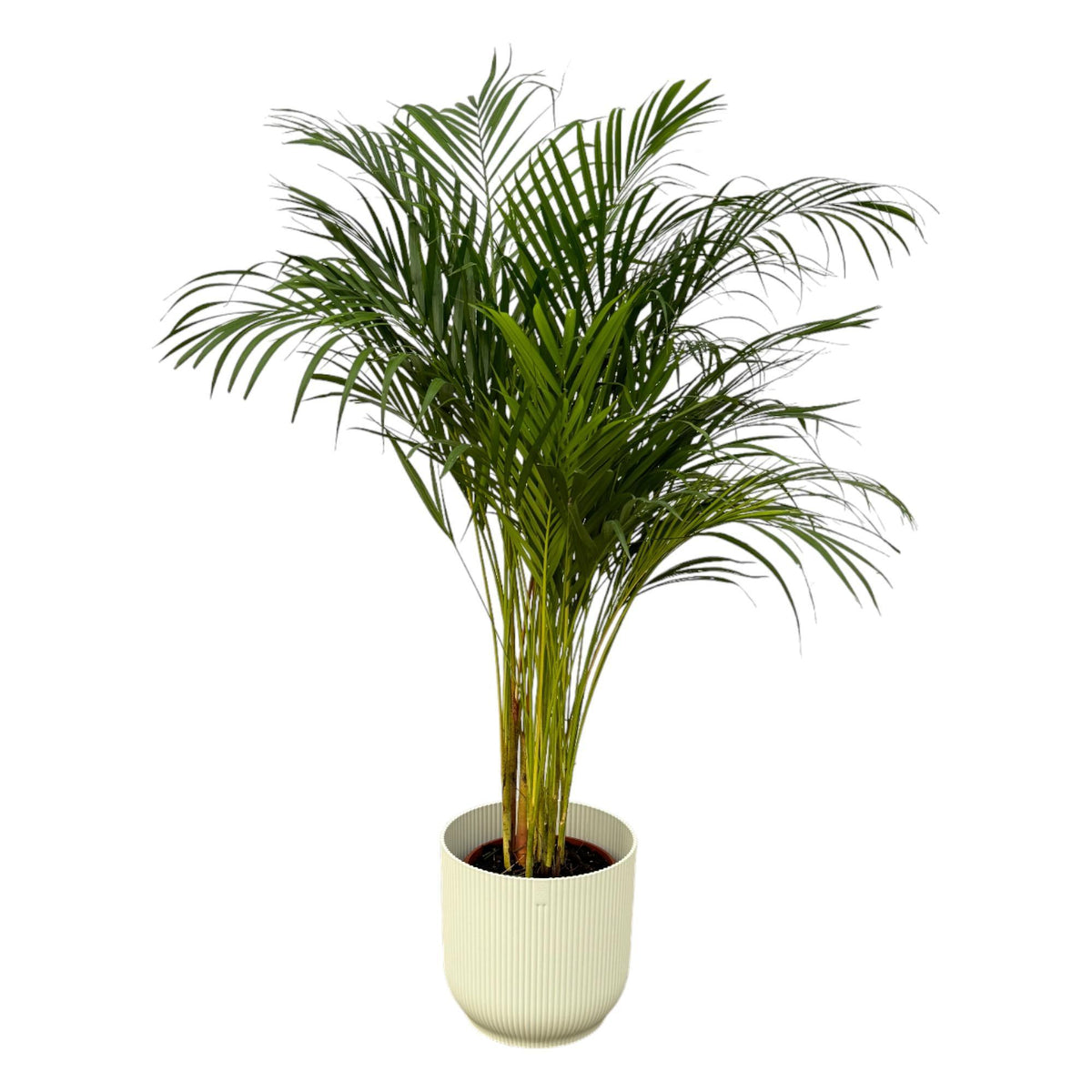 Areca Palme - ↨130cm - Ø24cm inkl. elho Vibes Fold Rund Weiß D30xH27