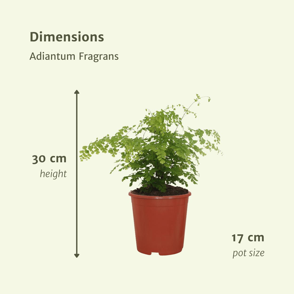 Adiantum Fragrans - Venushaar - 30cm - Ø17