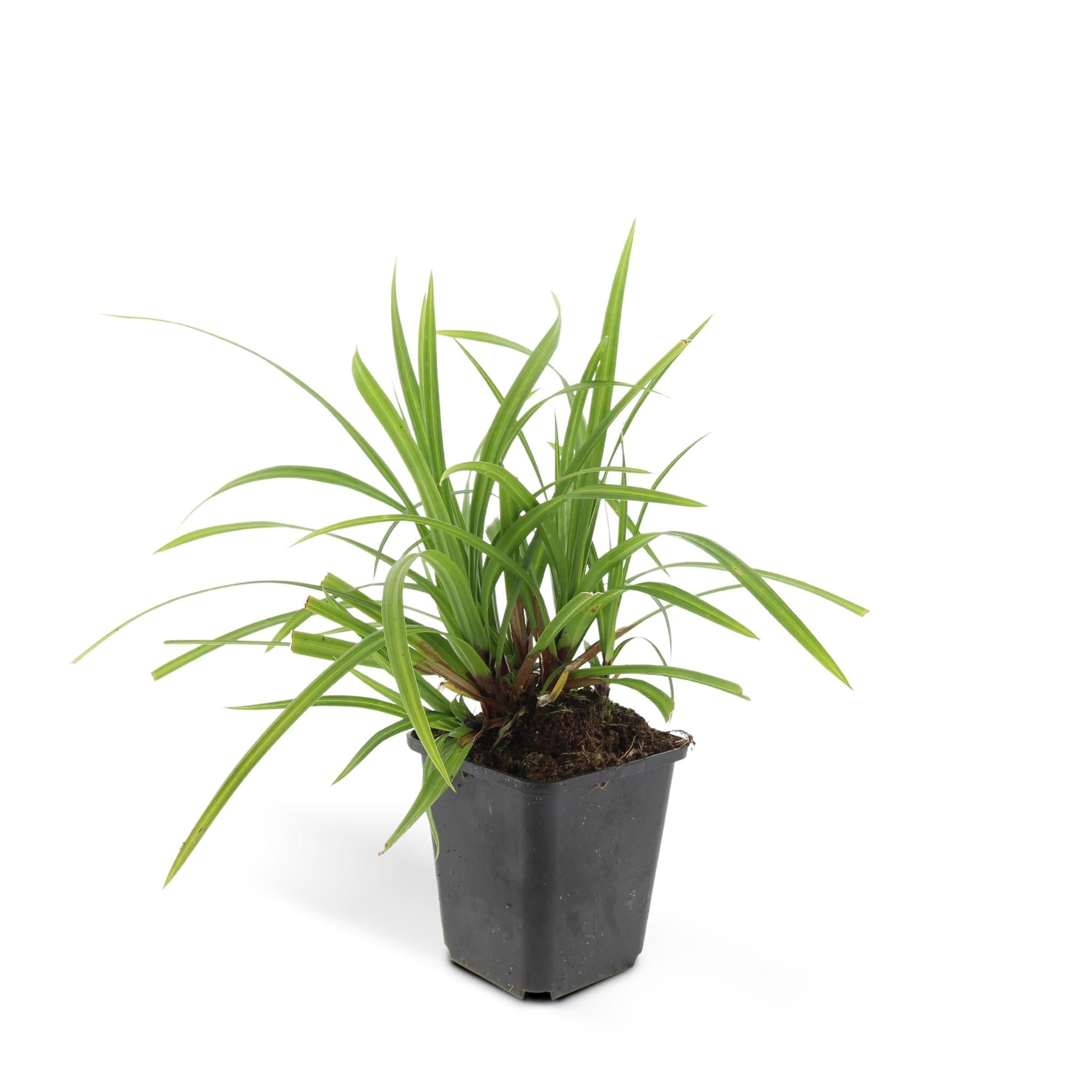 6x Carex morrowii 'Irish Green' - ↕10-25cm - Ø9cm